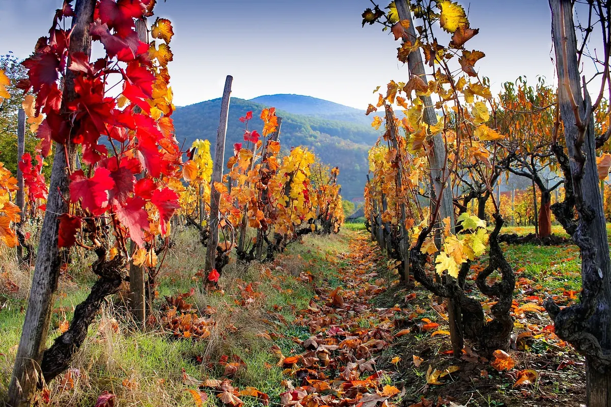 A Beginner's Guide to Red Wine Grape Varieties