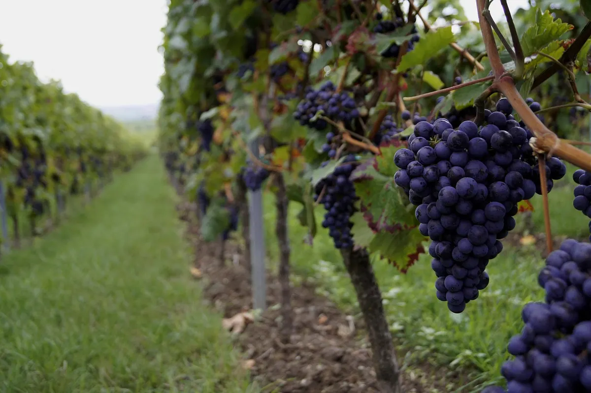 What to Expect on a Vineyard Tour: A First-Timer's Guide
